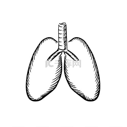 带有气管草图图标的健康人肺用于