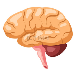 大脑内部器官的插图。