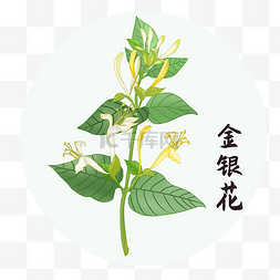 医药腐败图片_中草药中药植物金银花