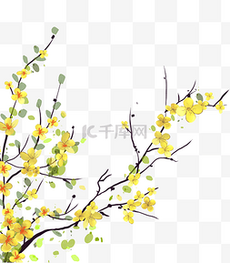 中秋节植物桂花树