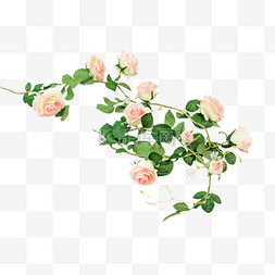 玫瑰花展板图片_粉色玫瑰花花藤