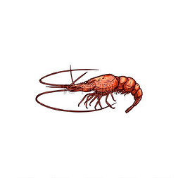 虾贝类甲壳类动物分离的对虾草图