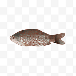 水彩动物鲫鱼