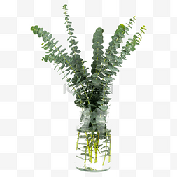 花瓶尤加利装饰绿植