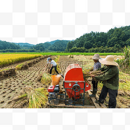秋天稻子丰收三人户外收割