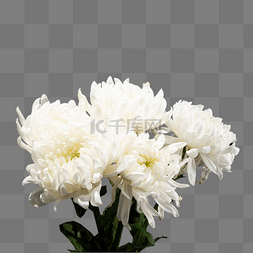 清明节祭祀祭祖白色菊花
