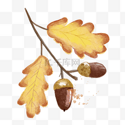 橡子与叶子水彩秋季植物棕色