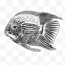 线描热带鱼