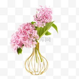 紫花植物图片_瓶插花绣球花鲜花