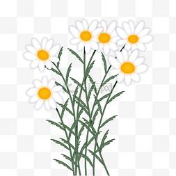 菊科图片_白色春天植物花朵小雏菊
