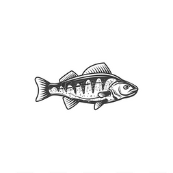 海洋食品图片_鲈鱼渔业和淡水海洋食品媒介隔离