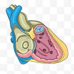 心脏病学心脏不同部位室缺插画
