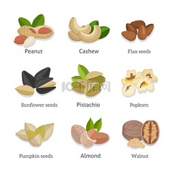 爆米花图片_一组种子和坚果矢量插图一组种子