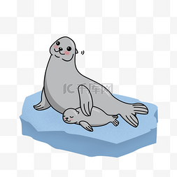 冰面上的灰色海狮动物母亲节