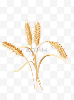 小麦和大豆图片_秋天秋季麦子小麦麦穗