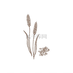 小标志矢量素材图片_小麦或黑麦穗或去壳小麦植株和谷