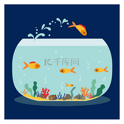 Goldfish jumping out one fishbowl. Aquarium w