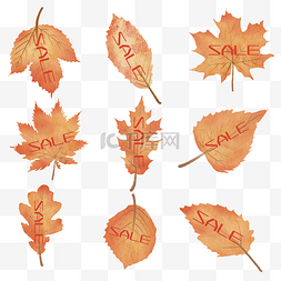 秋天促销树叶标签