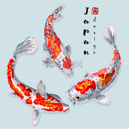 手绘日本锦鲤