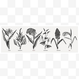 卡通手绘植物矢量图片_手工制作的谷类作物-玉米,小米,高