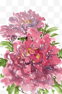 绽放的粉色花瓣图片_盛开的牡丹水墨
