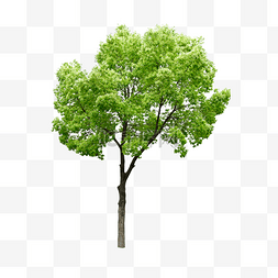 樟树绿植树枝树叶木材