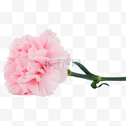 植物花卉图片_粉色康乃馨鲜花花卉
