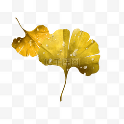 水珠叶子图片_黄色树叶上的露珠