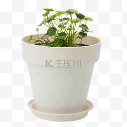 铜钱草植物盆栽