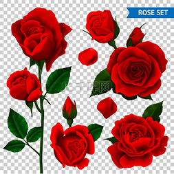 玫瑰色逼真透明套装红色花朵独立