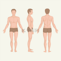 fashion图片_man body anatomy, front, back and side standi