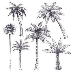 矢量椰子树图片_绘制棕榈树手绘热带椰子树非洲植