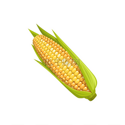 玉米穗向量成熟的玉米棒蔬菜有叶