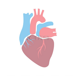 心脏内部器官的插图人体解剖学医
