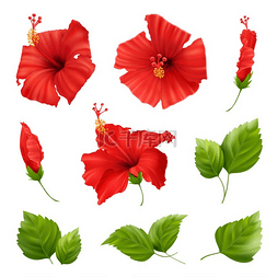 红色植物花朵绿叶图片_逼真的芙蓉花集，在空白背景矢量