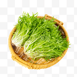苦菊绿色蔬菜