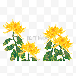 中国风古风菊花