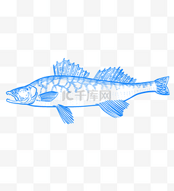 海洋生物湖泊小溪河流生物梭鲈鱼