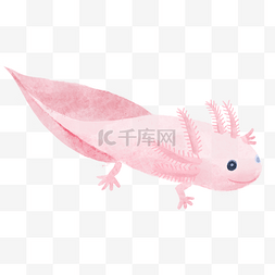 蝾螈水彩可爱动物粉红色