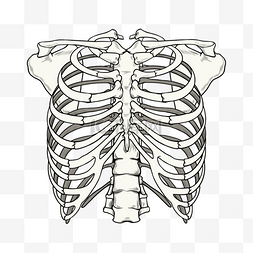 刨卡通图片_肋骨模型卡通