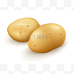 土豆手绘图片_土豆、 矢量