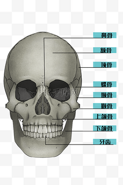 人体骨头图片_医疗人体骨头头骨