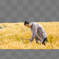 农民收割图片_麦田收割麦子