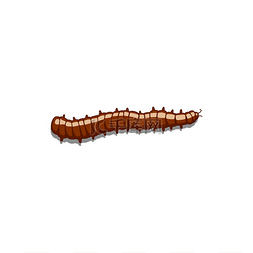 蛾图片_棕色脂肪毛毛虫害虫分离蛾幼虫。
