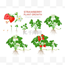 有根的幼苗图片_草莓植物生长阶段，从种子、幼苗