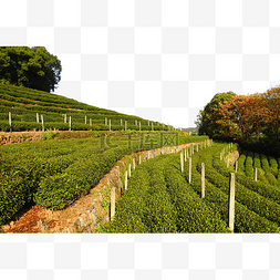 杭州西湖春季茶园梅家坞植物