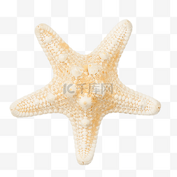 沙滩海星软体动物