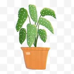 秋海棠巴西绿色植物