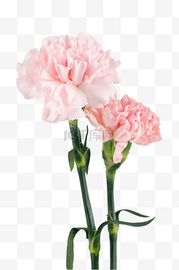 十年同行感恩有你图片_母亲节粉色康乃馨花束