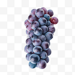 新鲜水果巨峰葡萄